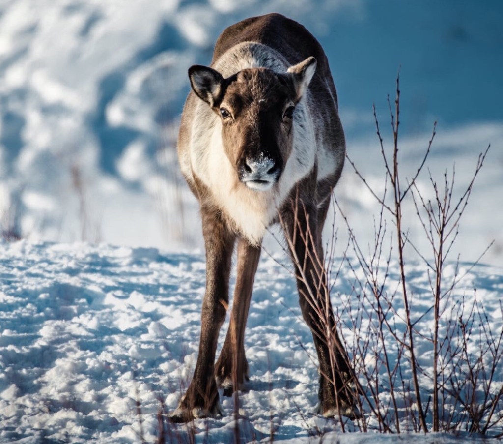 Talvisen lomailun murheet ja murtumat.