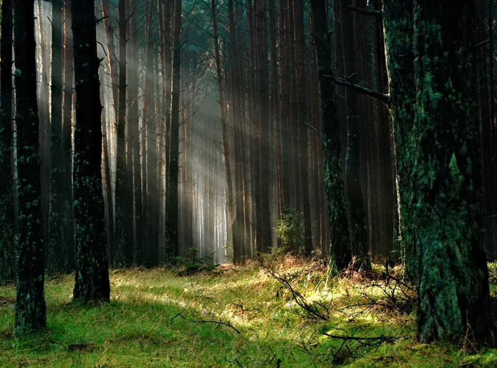 Sirpaleita polun reunoilla.